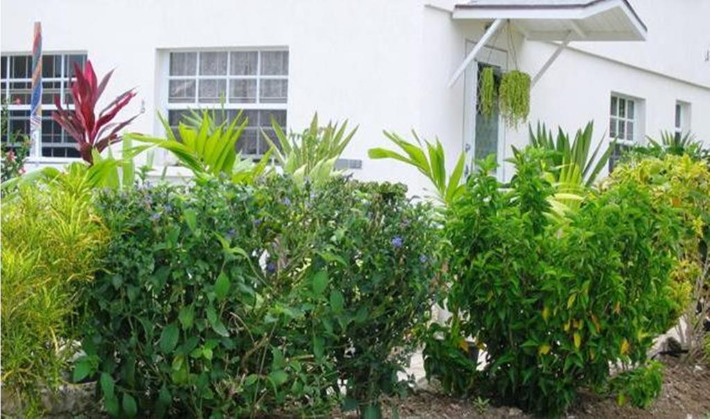 Palm Paradise Guest House And Apartments BARBADOS Стая снимка